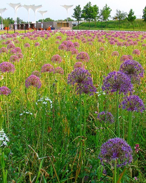Floriade mengsel 3.jpg